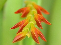 Acianthera ochreata: Acianthera ochreata