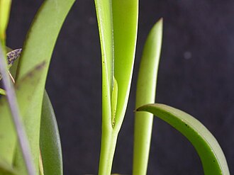 Acianthera ochreata: Acianthera ochreata