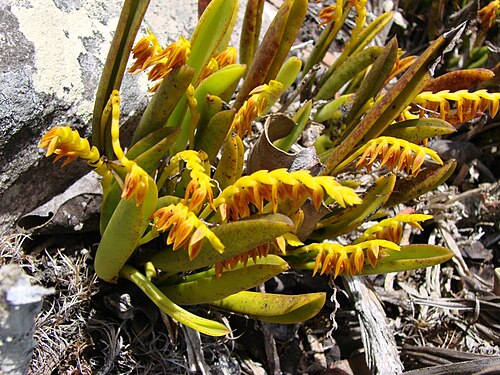 Acianthera ochreata: Acianthera ochreata - ORCHIDACEAE Parque Natural Municipal Morro do Pai Inácio - Palmeiras - Bahia - Brasil.