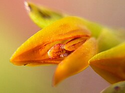 Acianthera ochreata: Acianthera ochreata