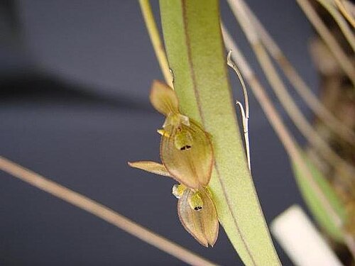 Acianthera octophrys: Pleurothallis octophrys