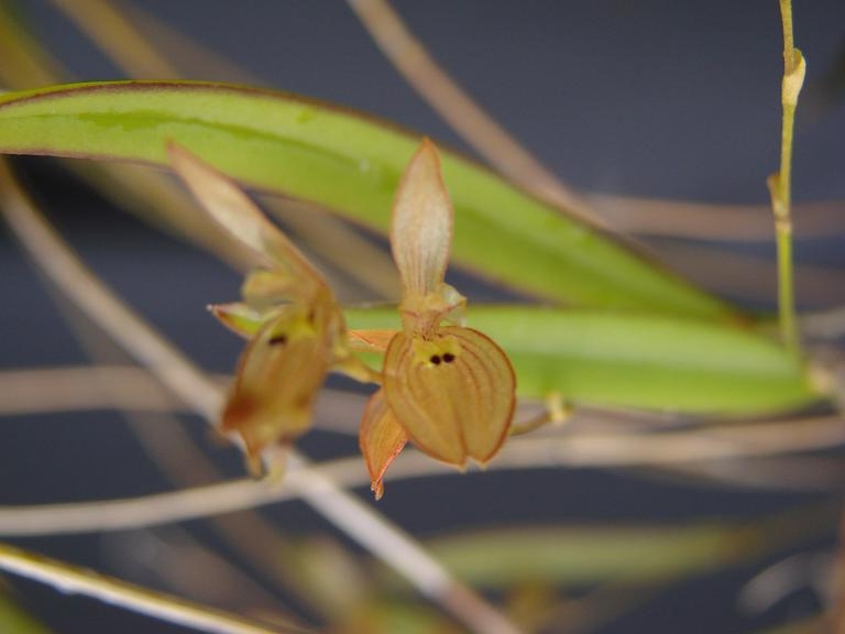 Acianthera octophrys: Pleurothallis octophrys