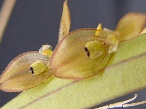 Acianthera octophrys: Pleurothallis octophrys