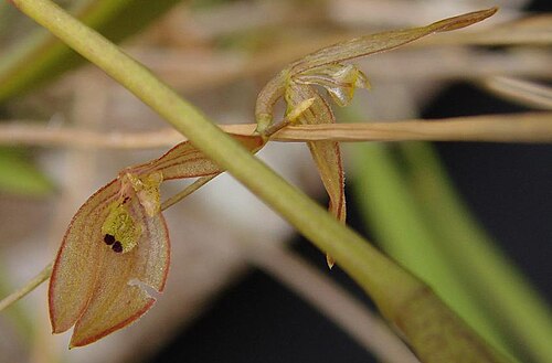 Acianthera octophrys: Pleurothallis octophrys