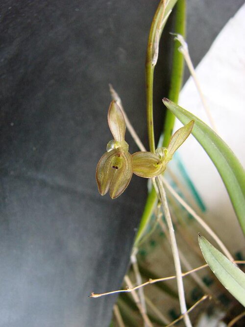 Acianthera octophrys: Pleurothallis octophrys