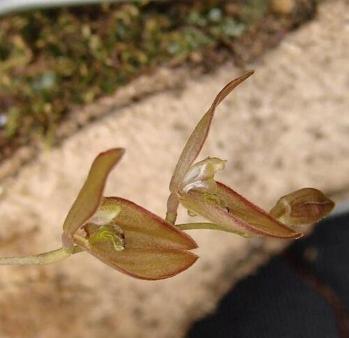 Acianthera octophrys: Pleurobotryum albopurpureum