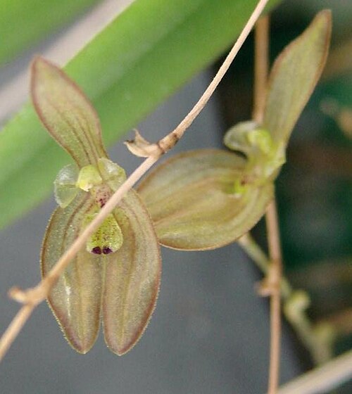 Acianthera octophrys: Pleurothallis octophrys