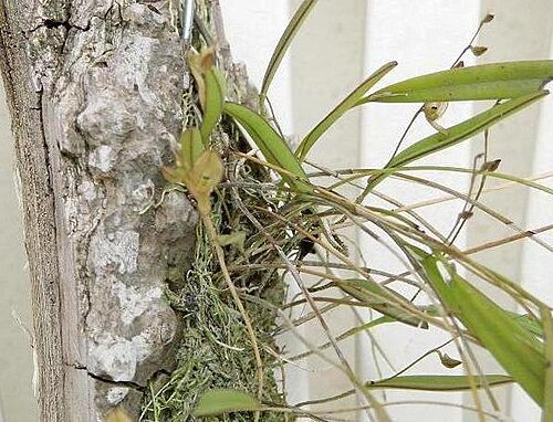 Acianthera octophrys: Pleurothallis octophrys