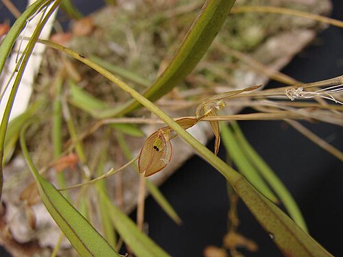Acianthera octophrys: Pleurothallis octophrys