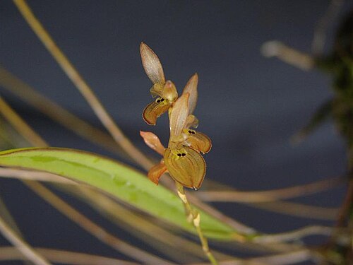 Acianthera octophrys: Pleurothallis octophrys