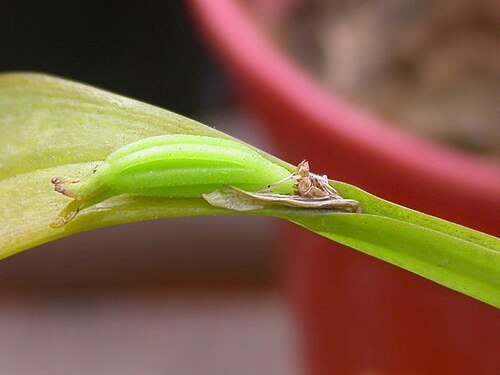 Acianthera oligantha: Acianthera oligantha