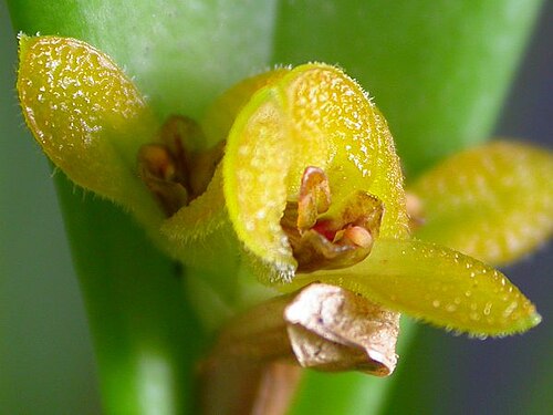 Acianthera oligantha: Acianthera oligantha