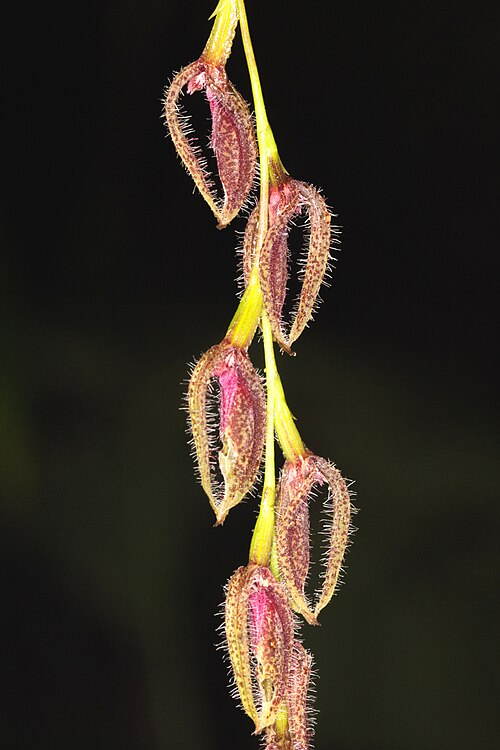 Acianthera oscitans: Orchid to identify