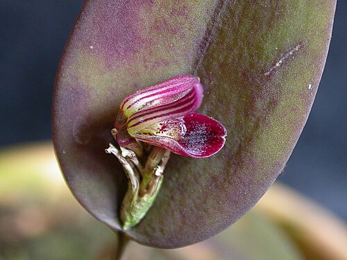 Acianthera panduripetala: Acianthera panduripetala
