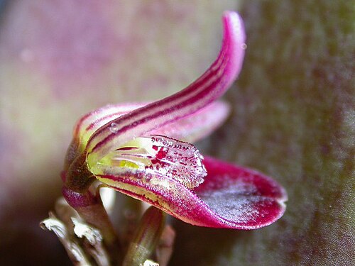 Acianthera panduripetala: Acianthera panduripetala