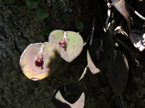 Acianthera panduripetala (Acianthera panduripetala)