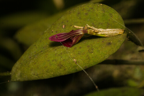 Acianthera panduripetala (Acianthera panduripetala)