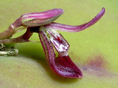 Acianthera panduripetala: Acianthera panduripetala