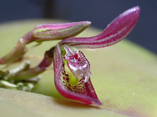 Acianthera panduripetala: Acianthera panduripetala