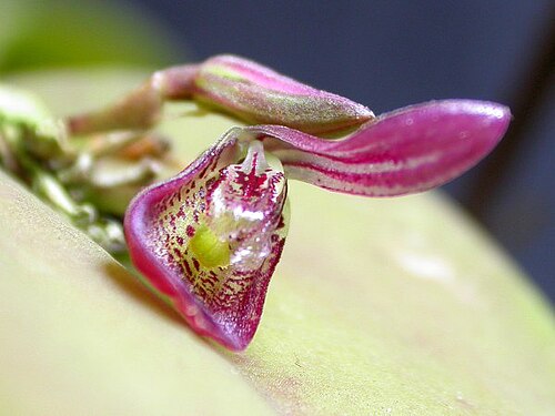 Acianthera panduripetala: Acianthera panduripetala
