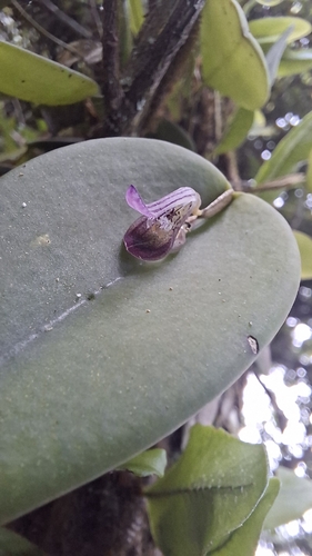 Acianthera panduripetala (Acianthera panduripetala)