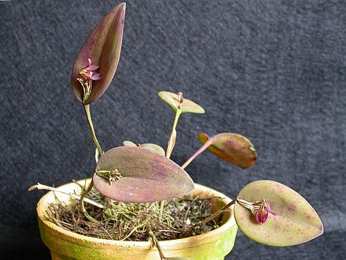 Acianthera panduripetala: Acianthera panduripetala
