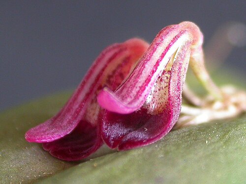 Acianthera panduripetala: Acianthera panduripetala