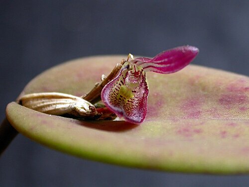Acianthera panduripetala: Acianthera panduripetala