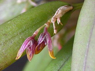 Acianthera papillosa: Acianthera papillosa