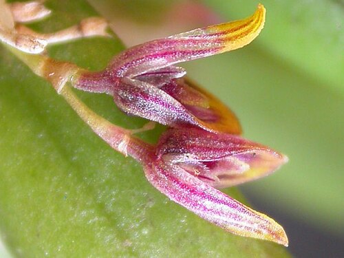Acianthera papillosa: Acianthera papillosa