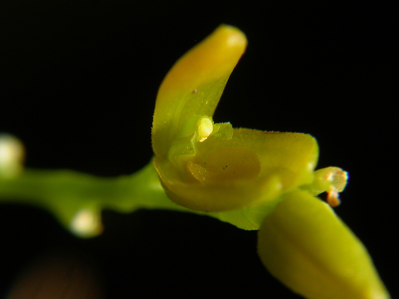 Acianthera pardipes: Acianthera pardipes