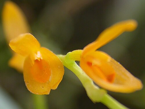 Acianthera pardipes: Photos by Americo Docha Neto & Dalton Holland Baptista for Orchidstudium