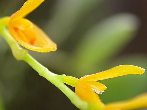 Acianthera pardipes: Photos by Americo Docha Neto & Dalton Holland Baptista for Orchidstudium