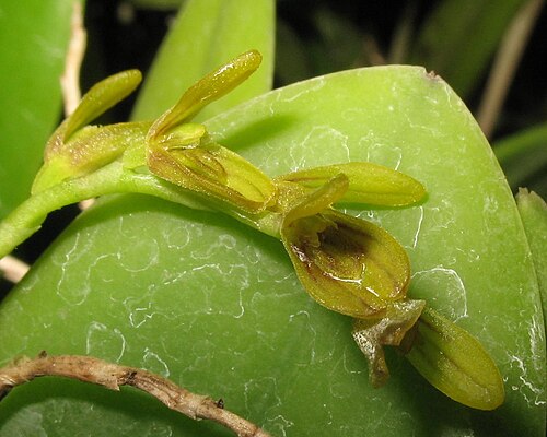 Acianthera pardipes: Photos by Ismael Vischi & Dalton Holland Baptista for Orchidstudium