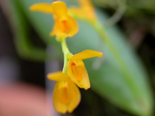 Acianthera pardipes: Photos by Americo Docha Neto & Dalton Holland Baptista for Orchidstudium