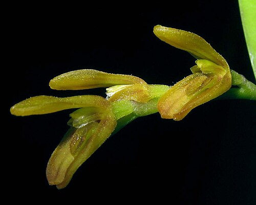 Acianthera pardipes: Photos by Ismael Vischi & Dalton Holland Baptista for Orchidstudium