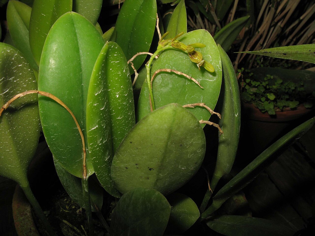 Acianthera pardipes: Photos by Ismael Vischi & Dalton Holland Baptista for Orchidstudium