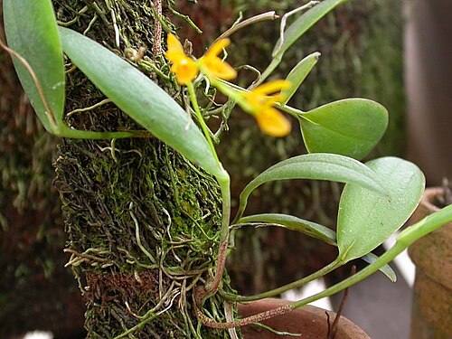 Acianthera pardipes: Photos by Americo Docha Neto & Dalton Holland Baptista for Orchidstudium