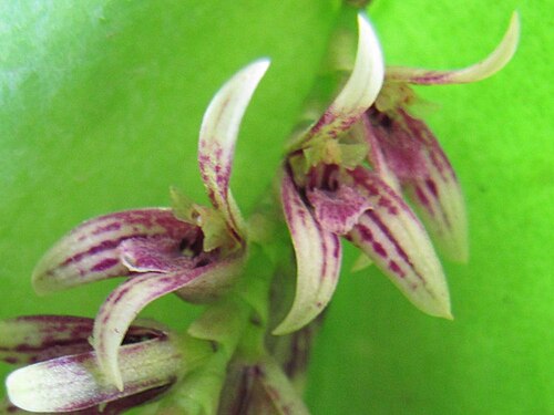 Acianthera pectinata: Photos by Americo Docha Neto & Dalton Holland Baptista for Orchidstudium