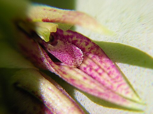 Acianthera pectinata: Photos by Americo Docha Neto & Dalton Holland Baptista for Orchidstudium