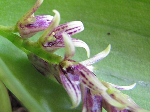 Acianthera pectinata: Photos by Americo Docha Neto & Dalton Holland Baptista for Orchidstudium