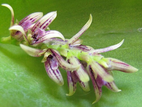 Acianthera pectinata: Photos by Americo Docha Neto & Dalton Holland Baptista for Orchidstudium
