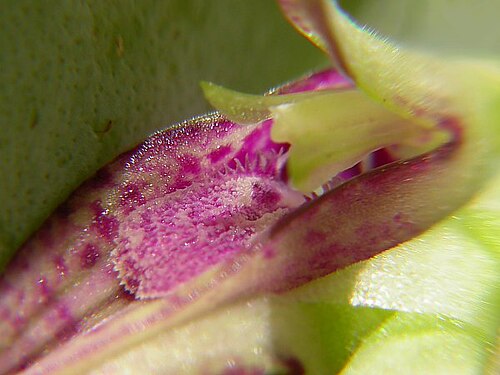 Acianthera pectinata: Photos by Americo Docha Neto & Dalton Holland Baptista for Orchidstudium