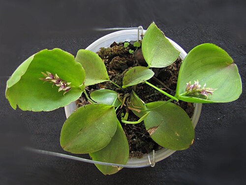 Acianthera pectinata: Photos by Americo Docha Neto & Dalton Holland Baptista for Orchidstudium