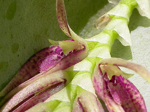 Acianthera pectinata: Photos by Americo Docha Neto & Dalton Holland Baptista for Orchidstudium
