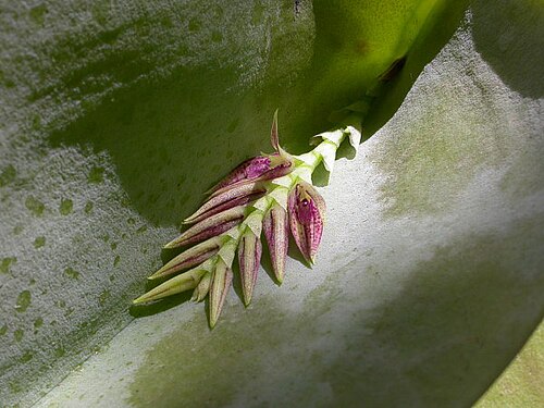 Acianthera pectinata: Photos by Americo Docha Neto & Dalton Holland Baptista for Orchidstudium