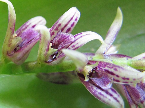Acianthera pectinata: Photos by Americo Docha Neto & Dalton Holland Baptista for Orchidstudium