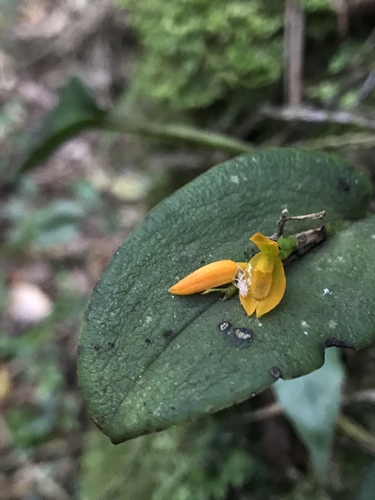 Acianthera polystachya (Acianthera polystachya)