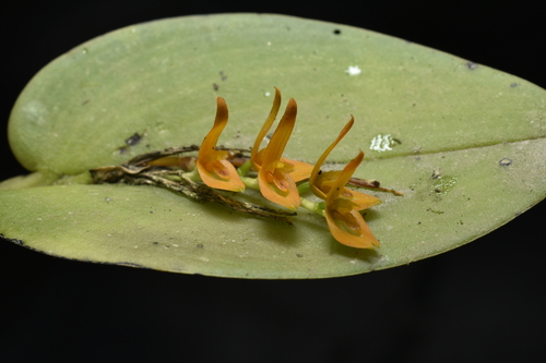 Acianthera polystachya (Acianthera polystachya)