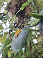 Acianthera polystachya (Acianthera polystachya)
